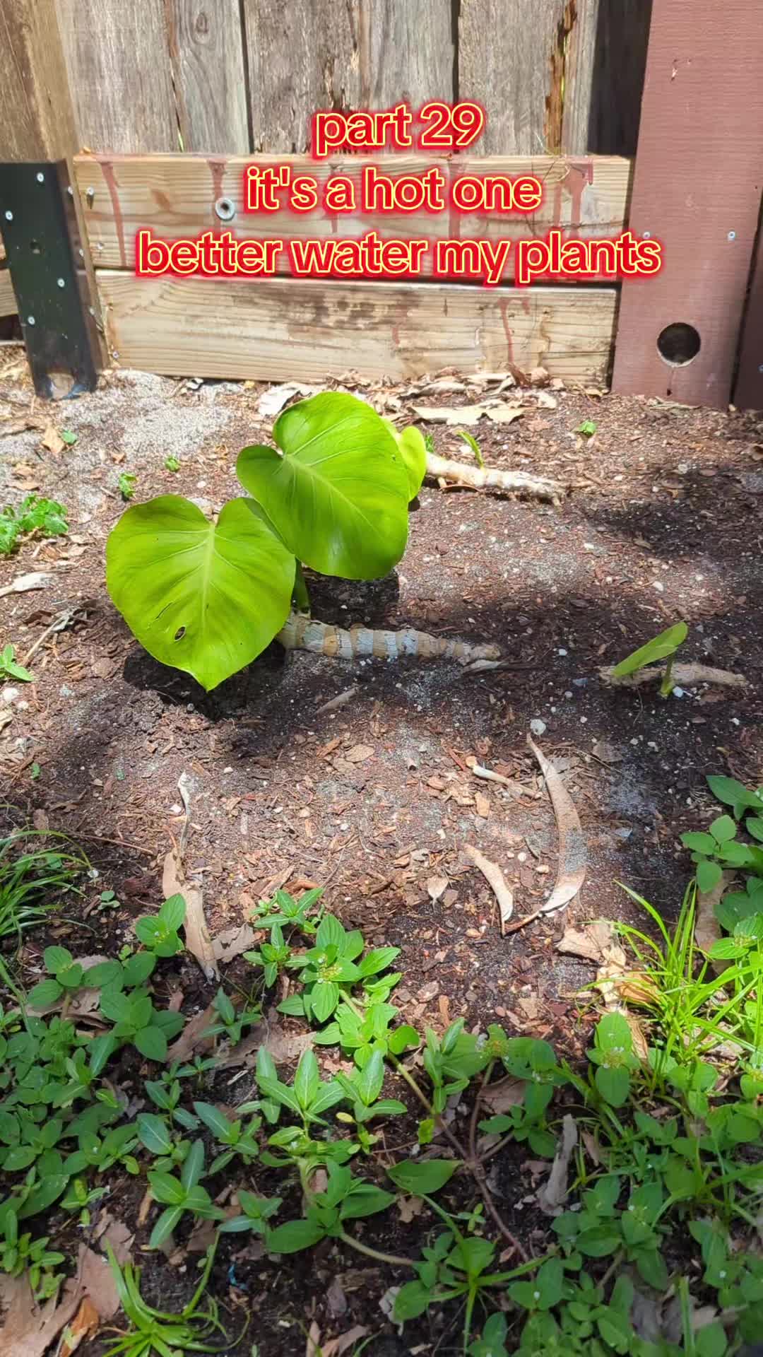 @Monstera Man
