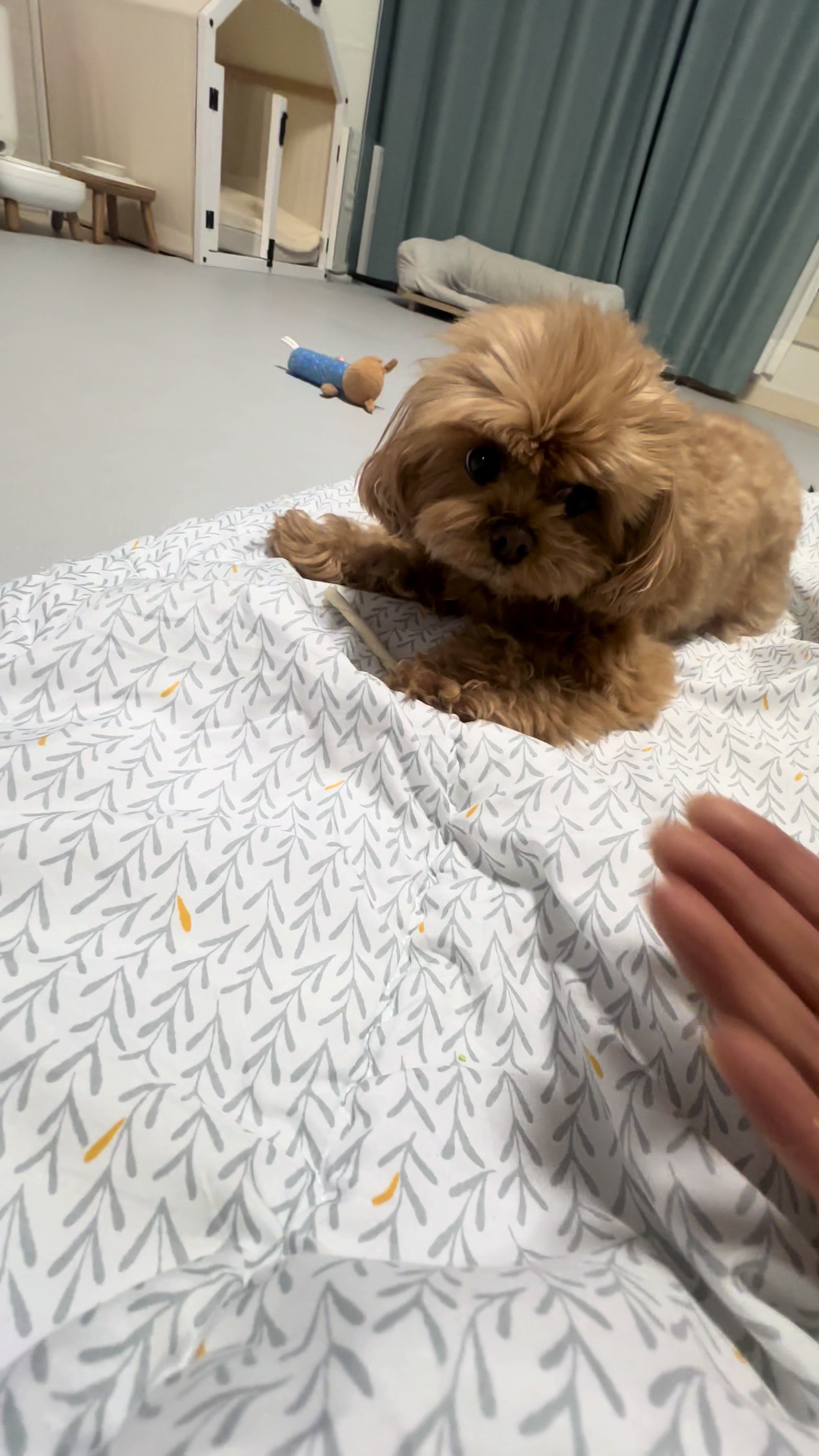 @꼬미