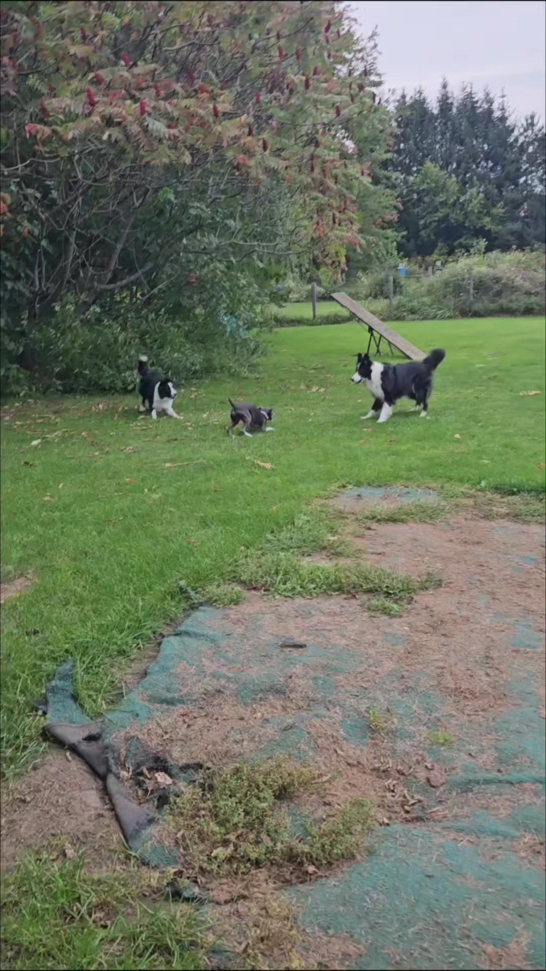 @Zedthebordercollie🇨🇦