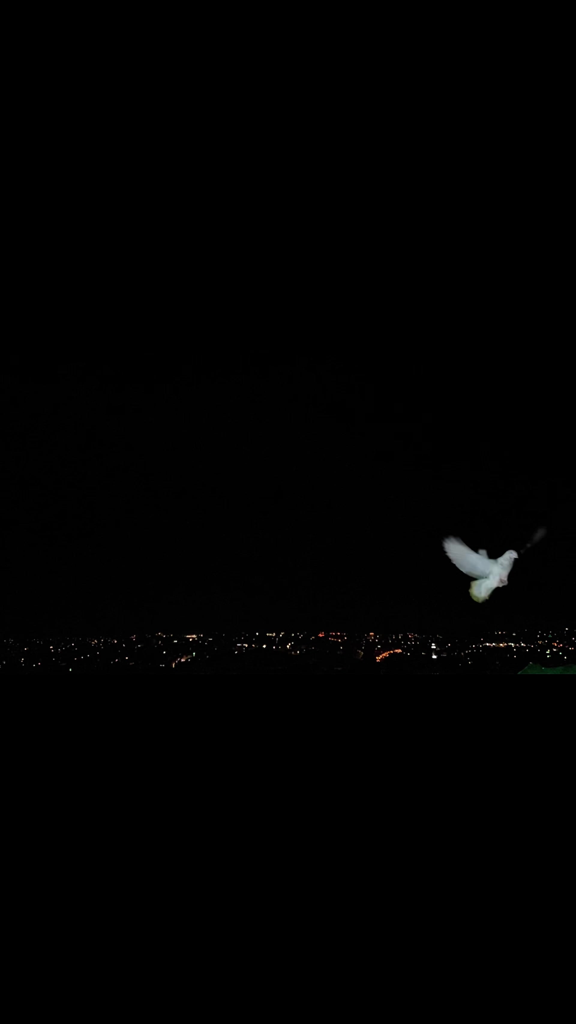 @Skybirdworld
