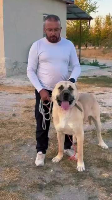 @Ömer sezer