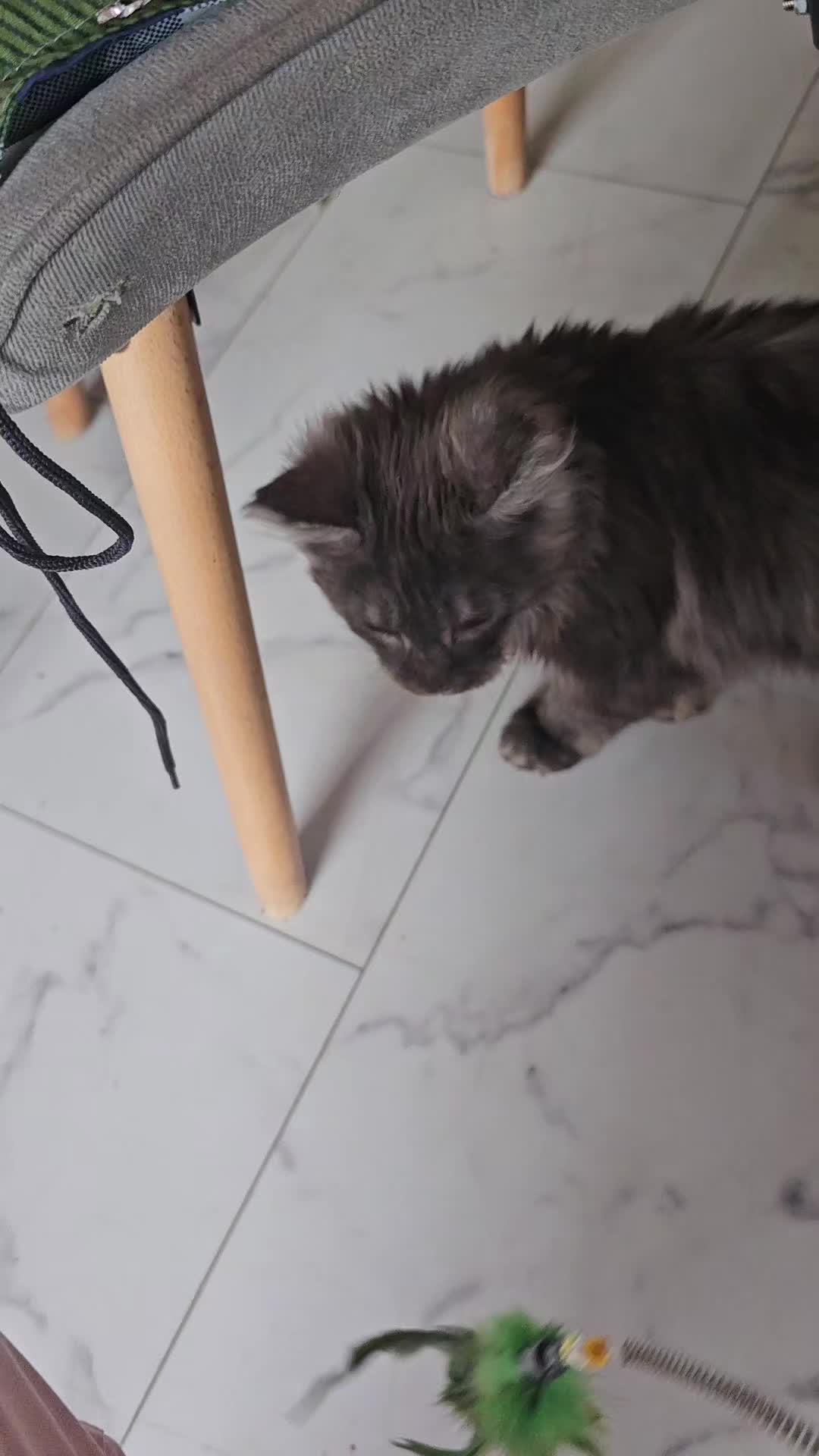 @Gentle Nature's Maine Coon
