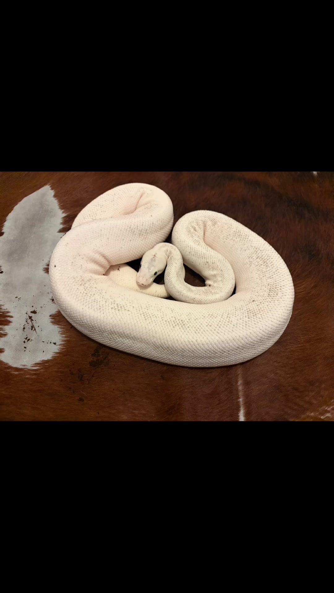 @Tu.snakes