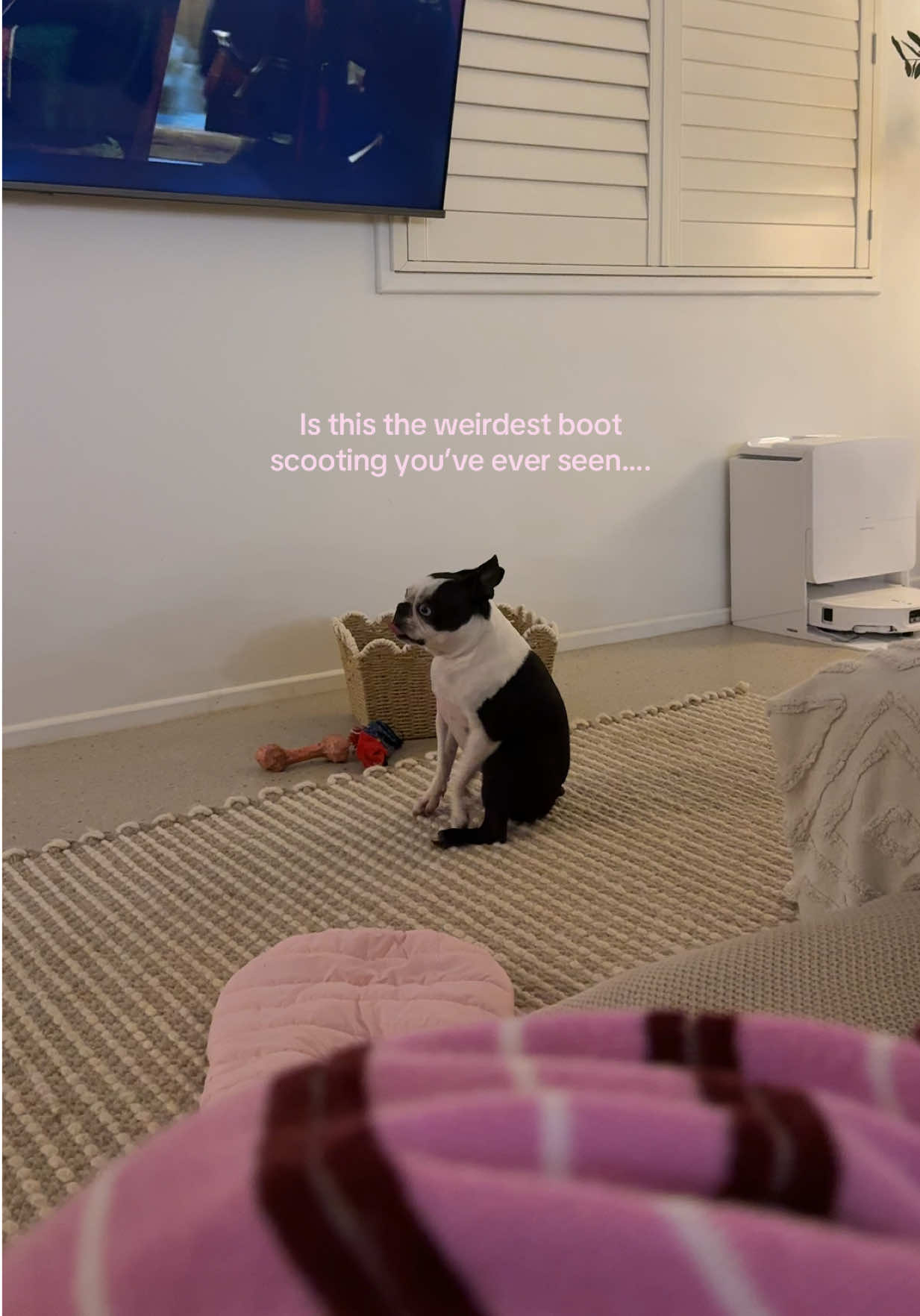 @Tess the Vet Nurse