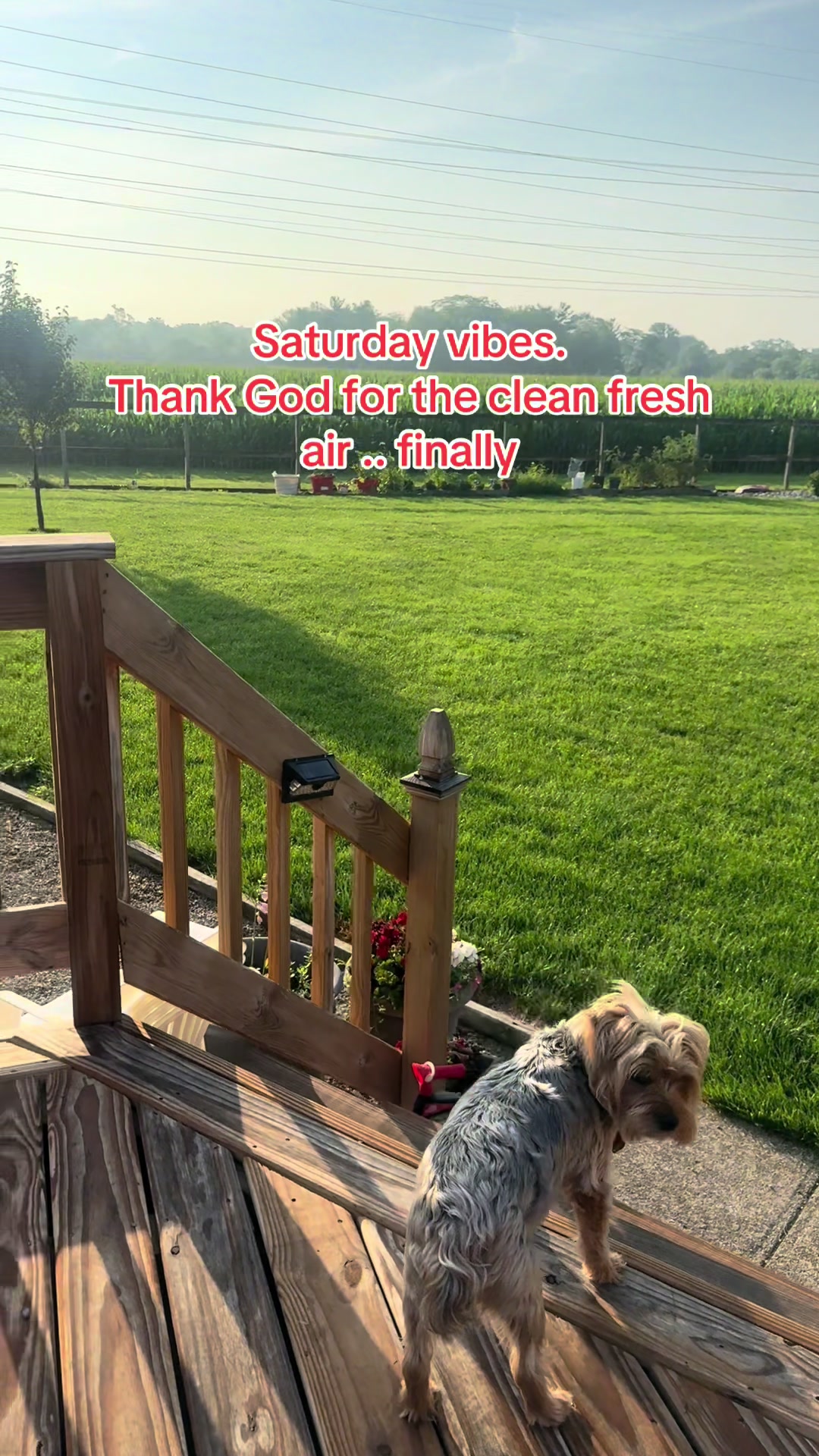 @masonyorkieandmom18