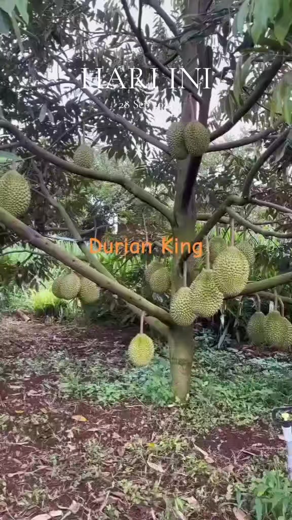 @D.kingfarm