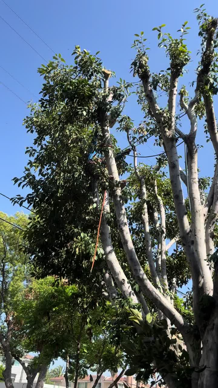@fidel_treeexperts