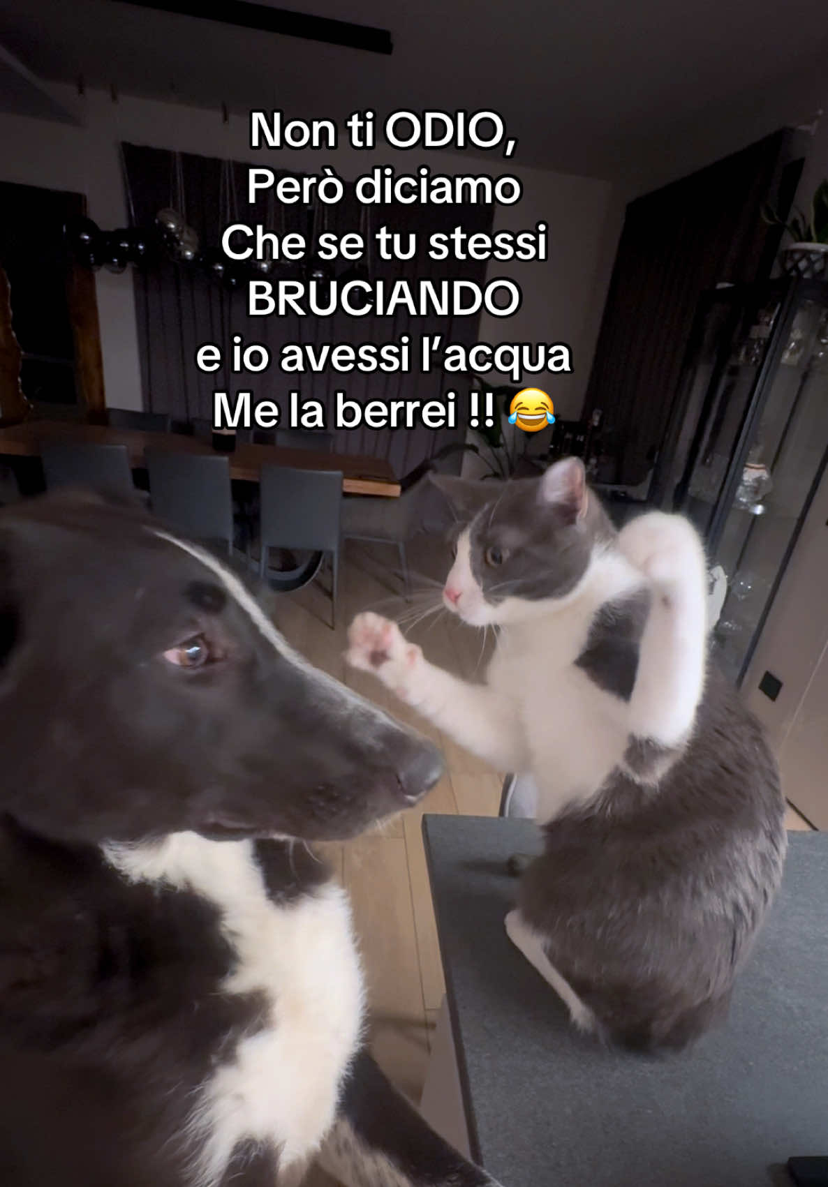 @Cippy & Romeo-a🤣
