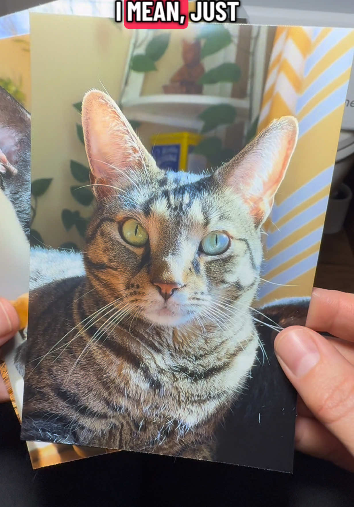 @craftycatfinds