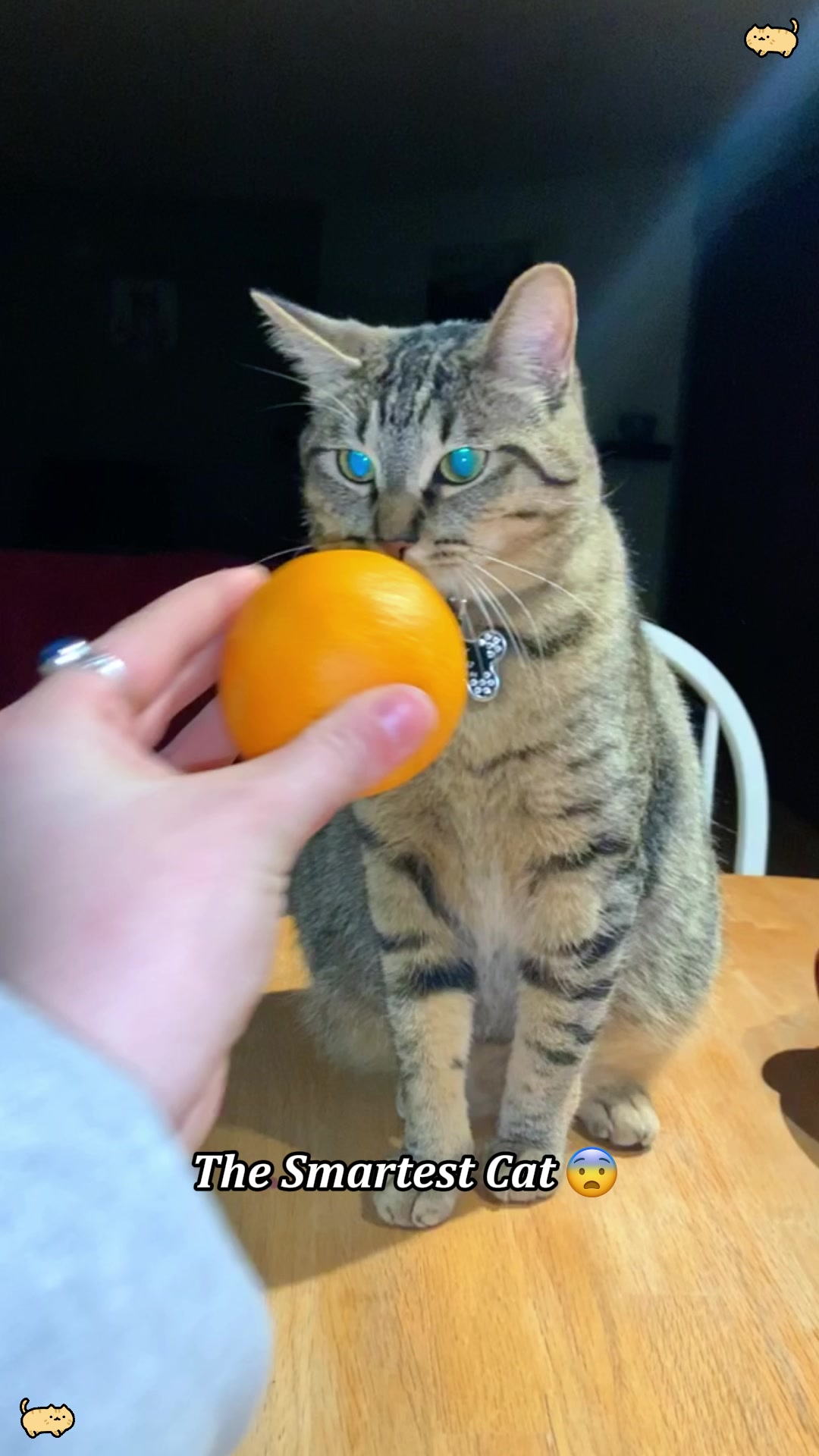 @pawsitive.energy