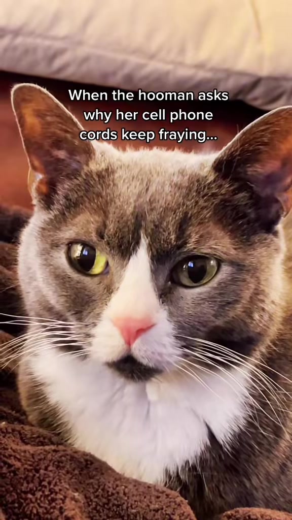 @Trixie the Tuxie