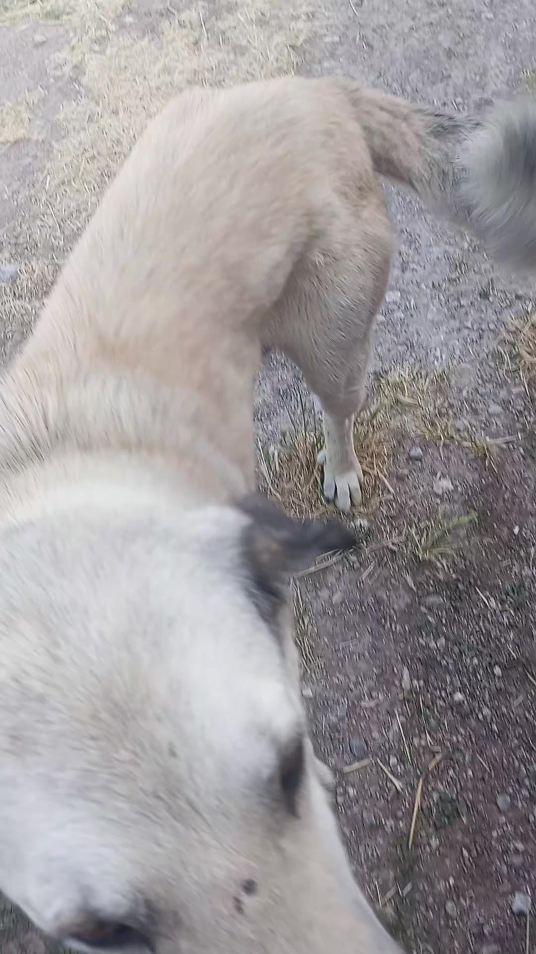 @UMUT BEKLEYEN PATİLER, 🐶💕🐱?