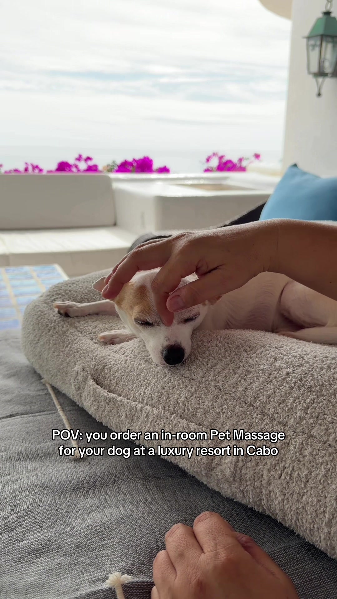 @Bao the Chihuahua