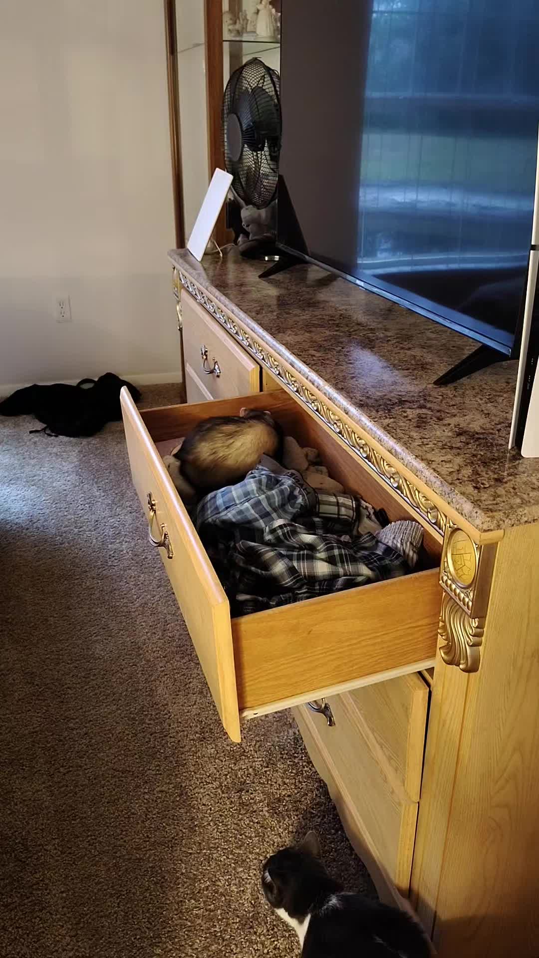 @GinnCats420