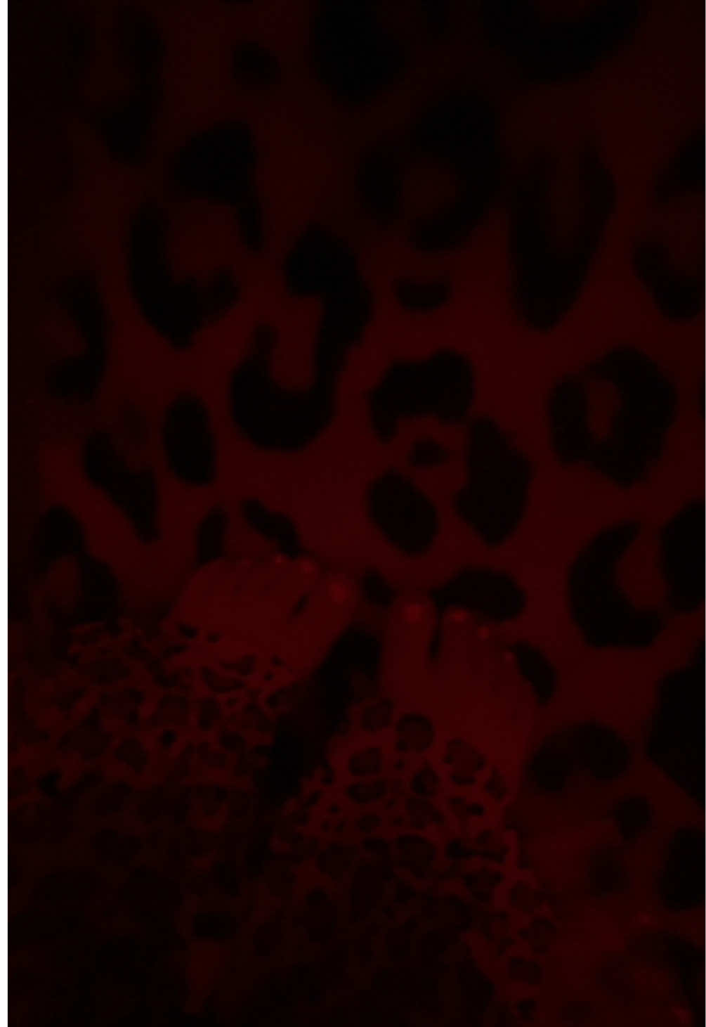 @𝘭𝘪𝘷𝘷𝘺ʚଓ
