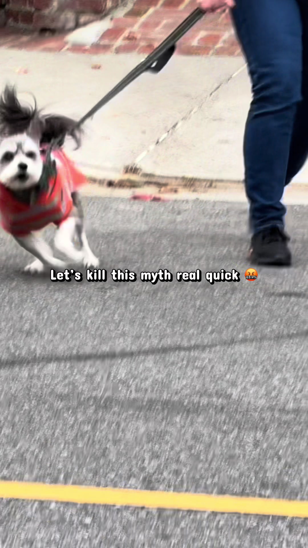 @Joyride Dogs