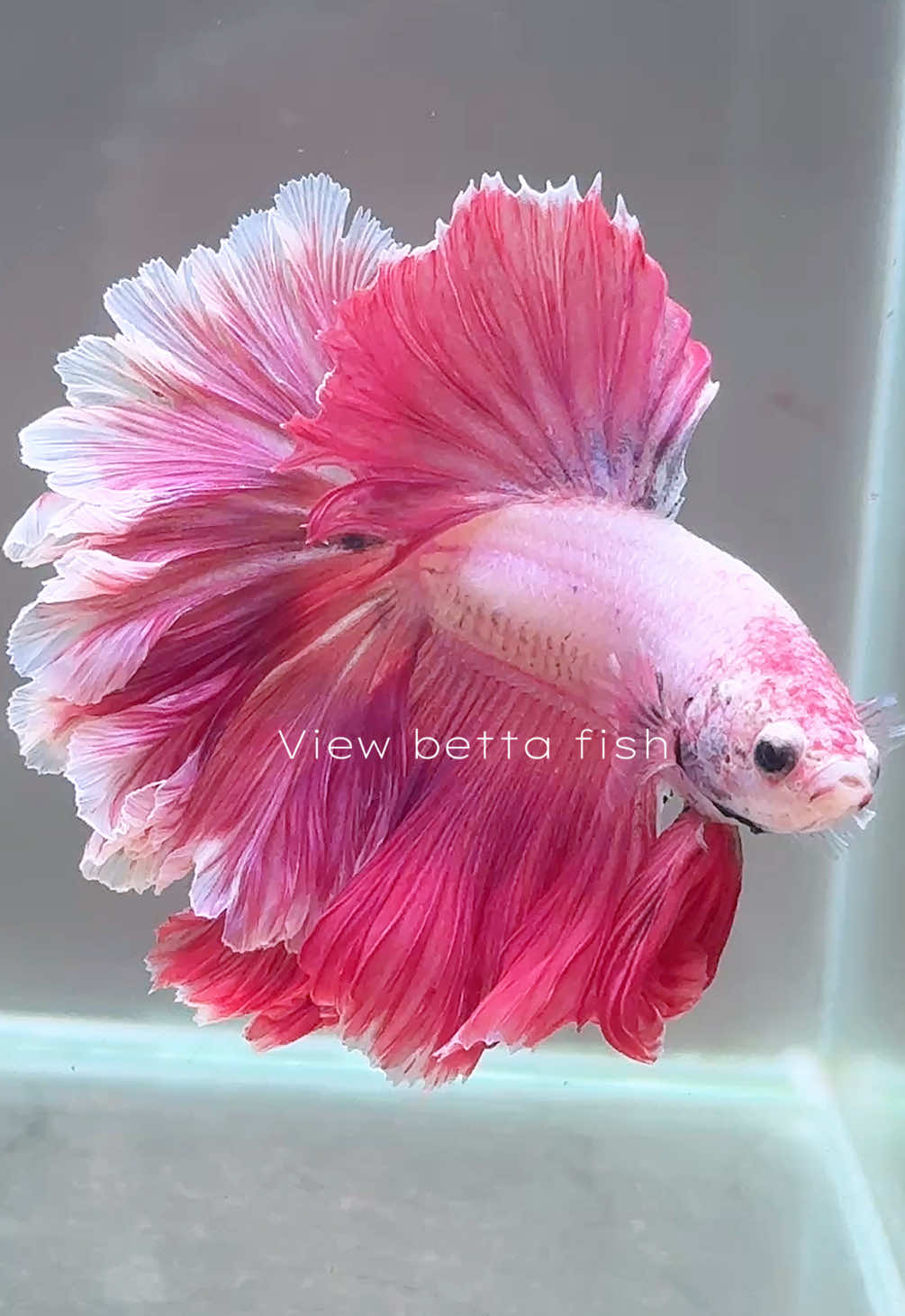 @วิวอยากเลี้ยงปลากัด🐠