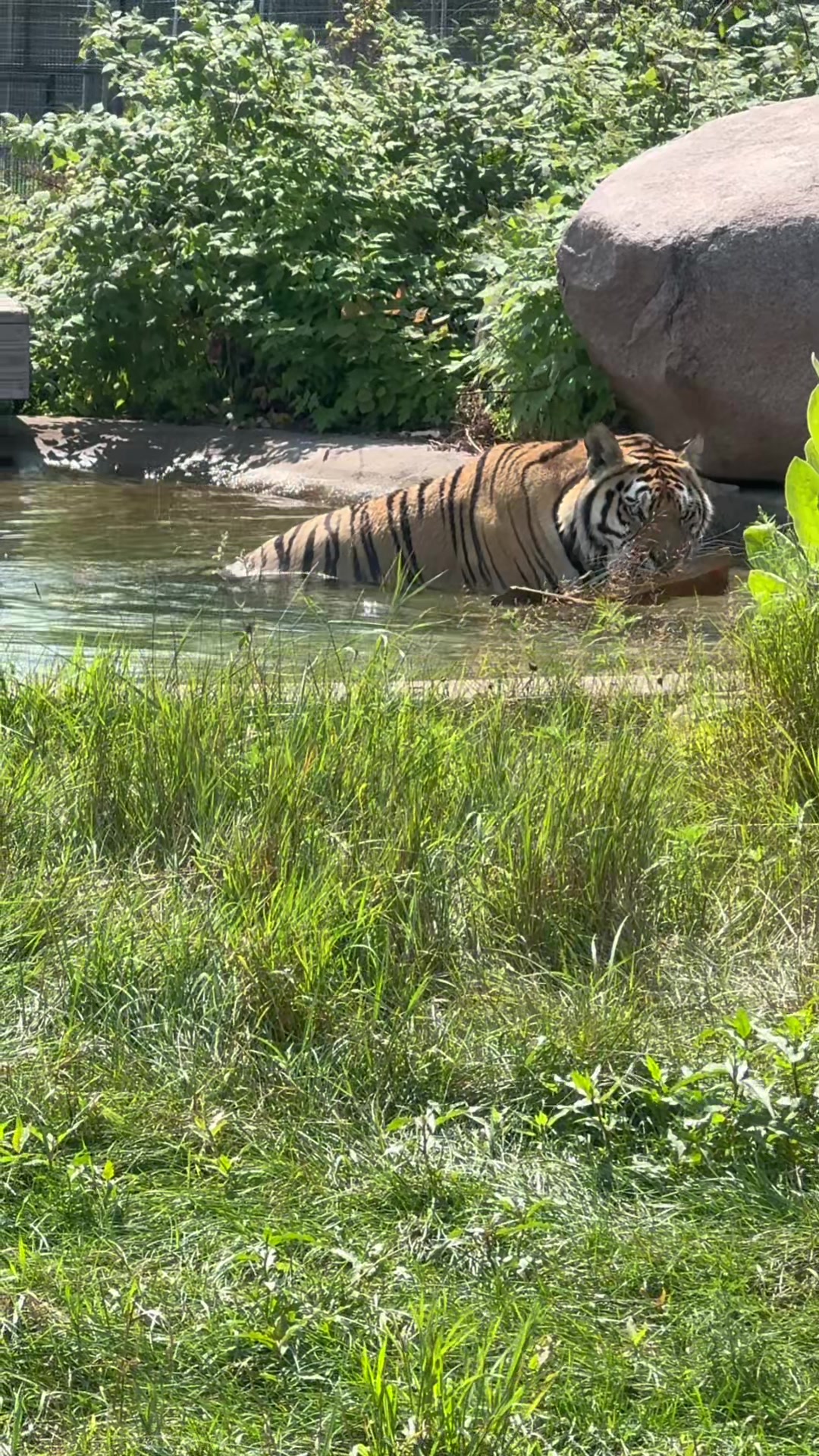 @The Wildcat Sanctuary