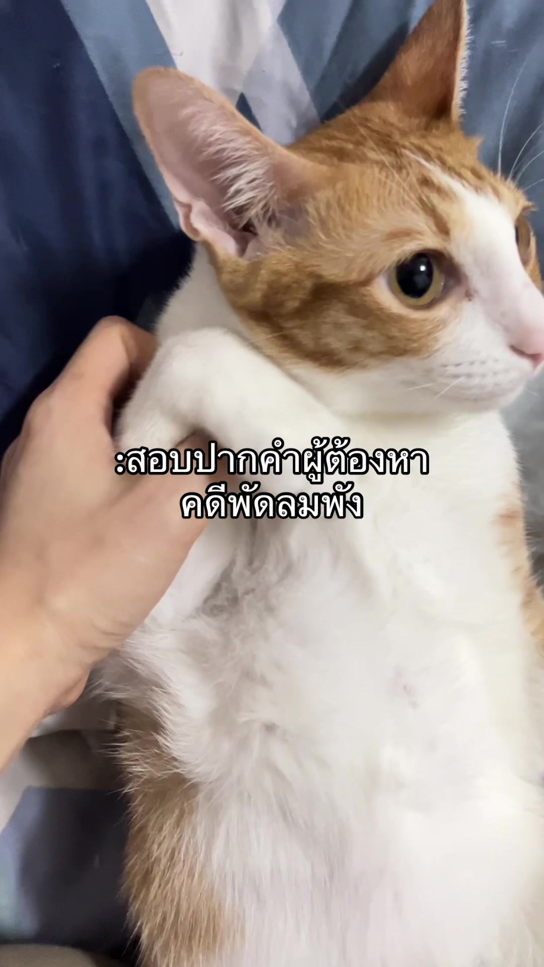 @pipotaropanda