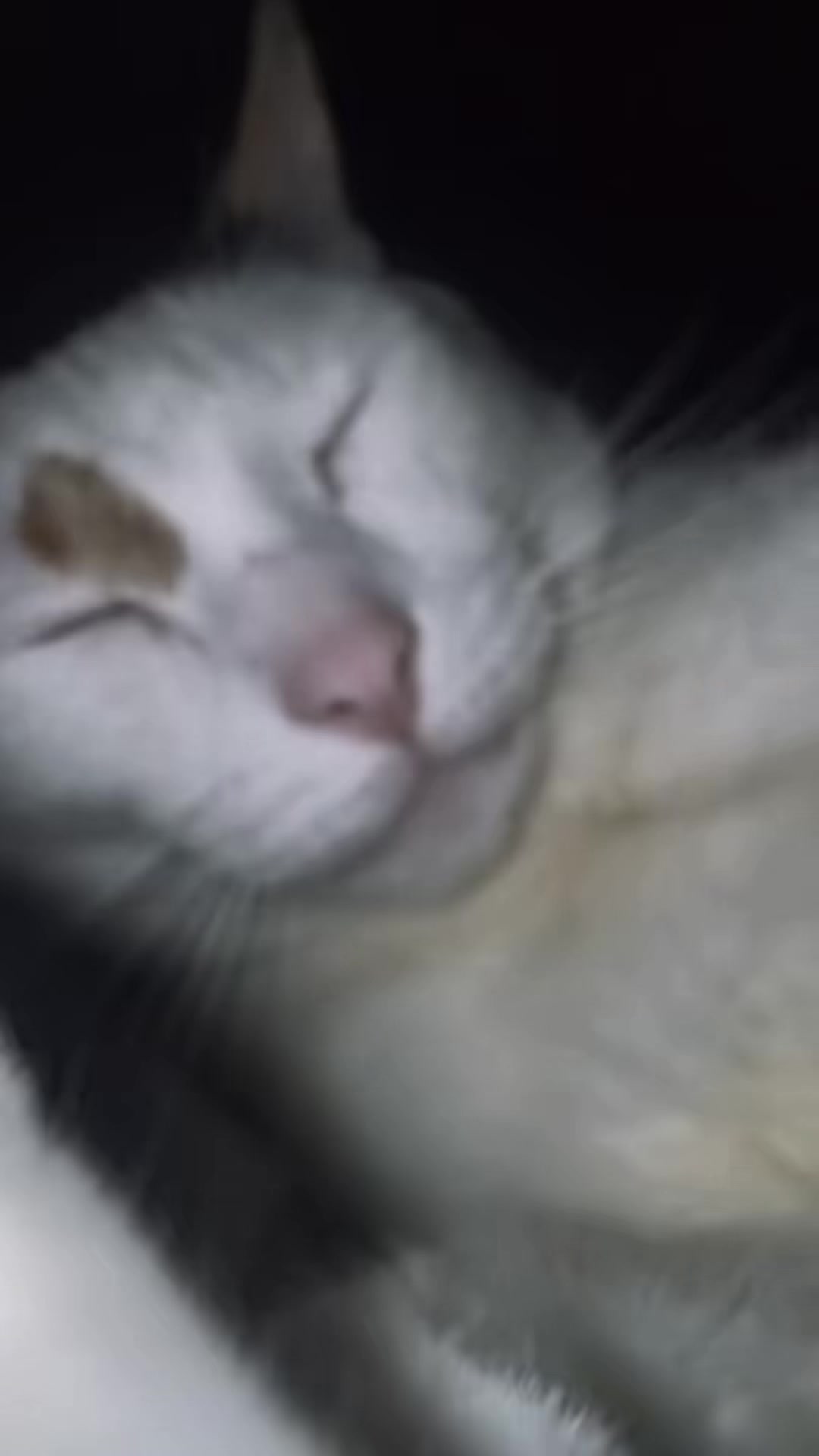 @oopygooper