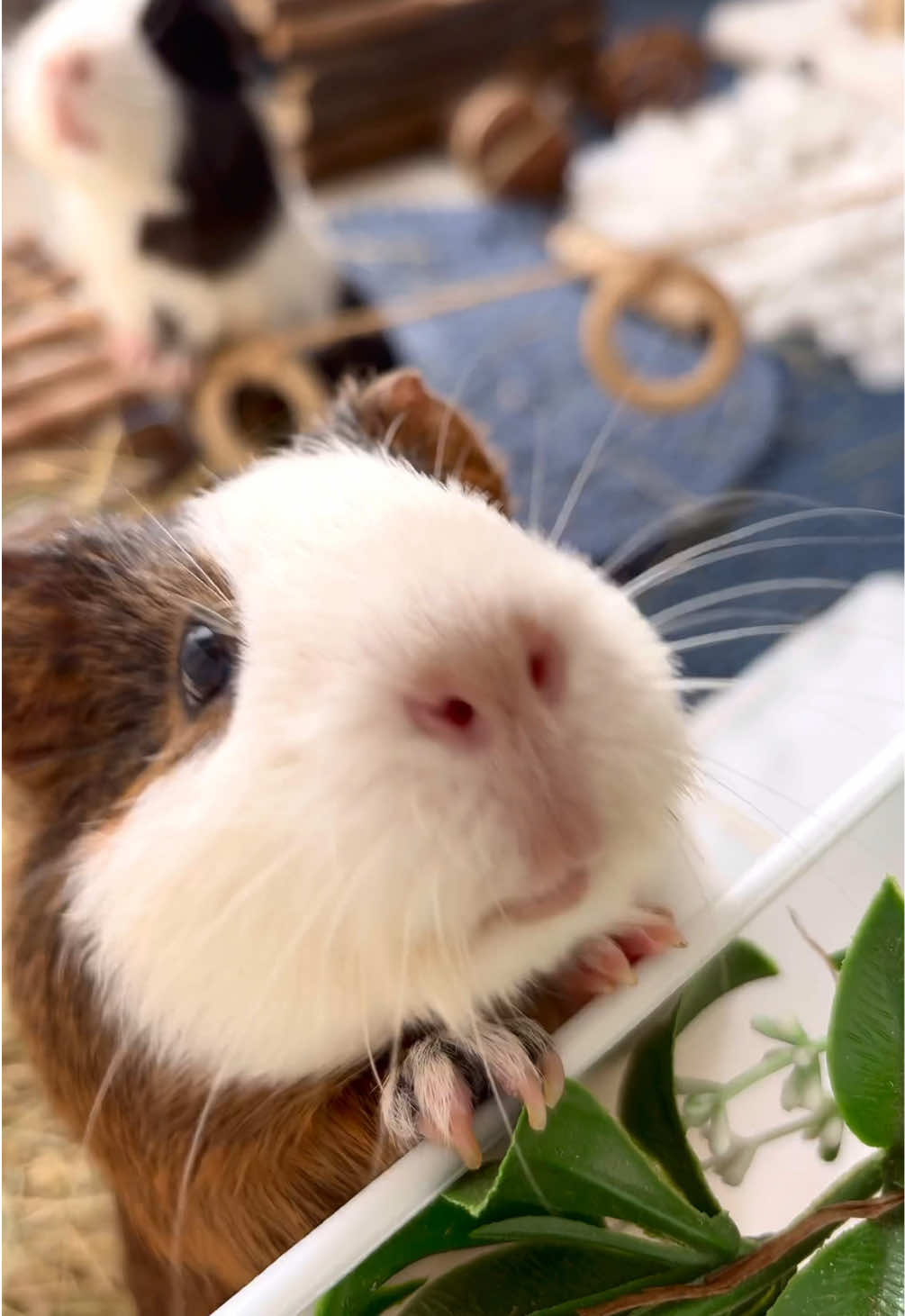 @friendly_guinea_pigs