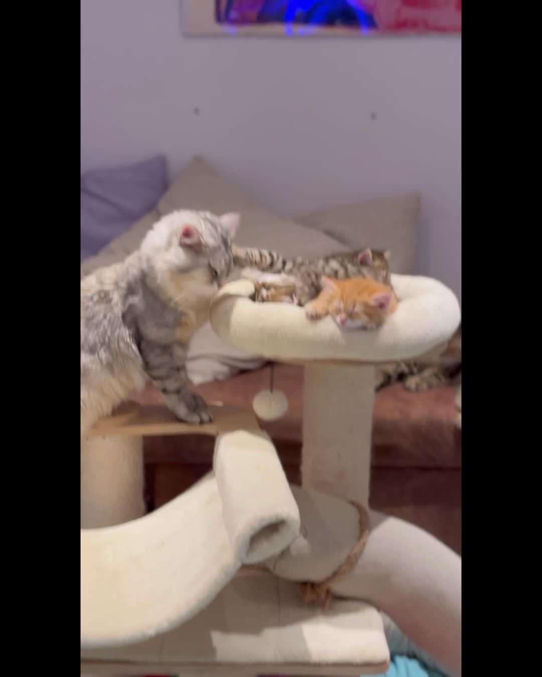 @SiberianRiver Cattery Uk