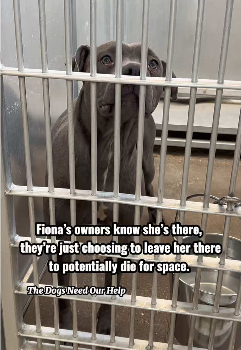 @The Dogs Need Our Help