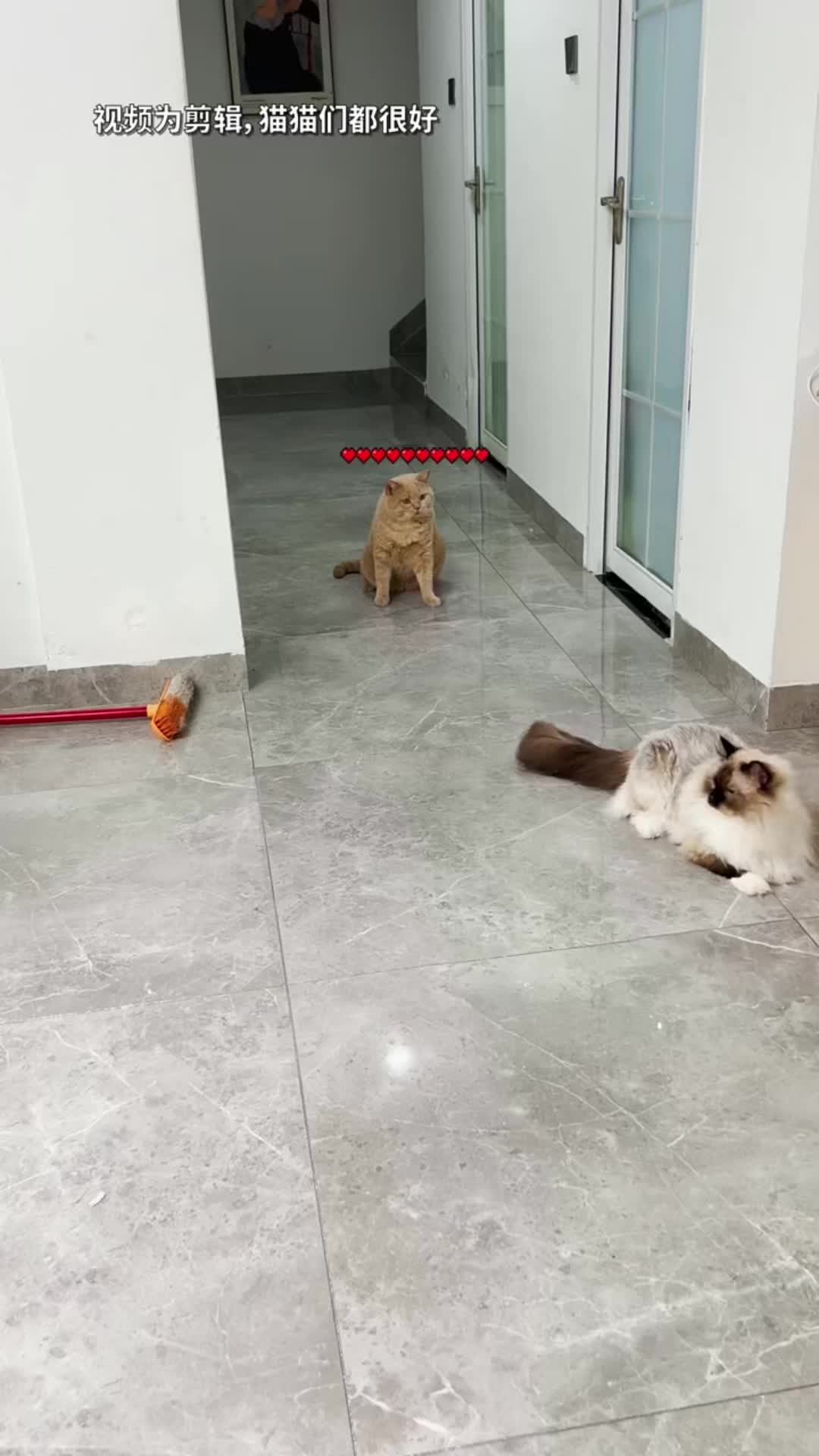 @🤣Cute Funny Pets🤣