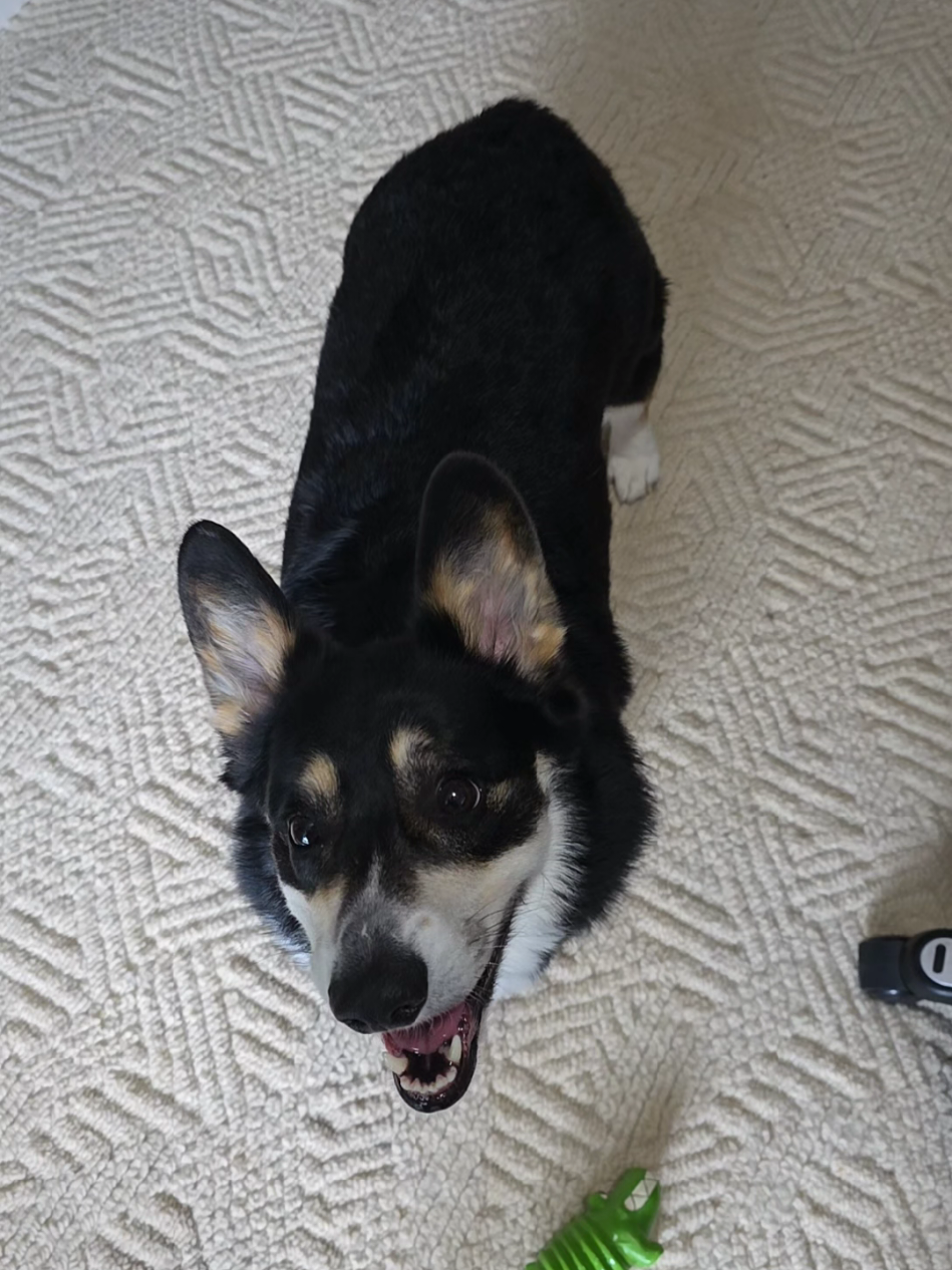 @Chelsea | Corgi Mom 🐾