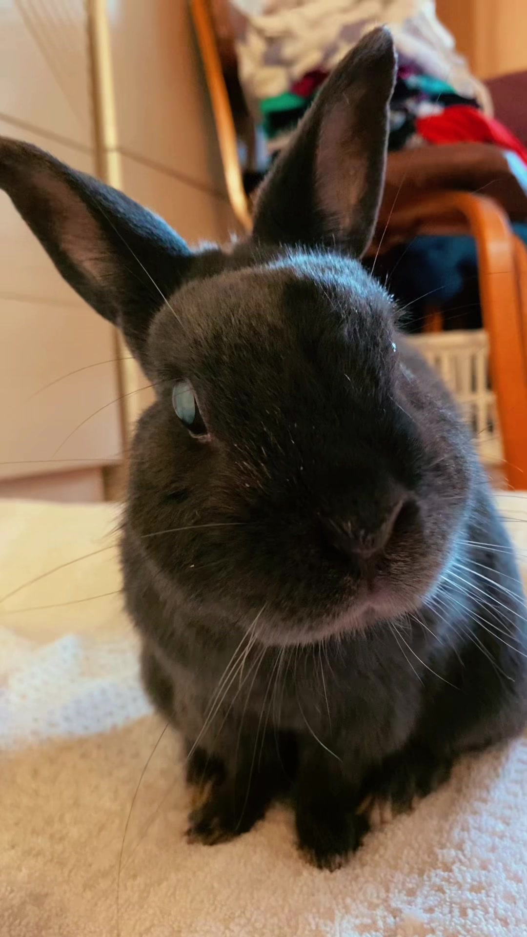 @💙🐰 Cutesy 🐰💙