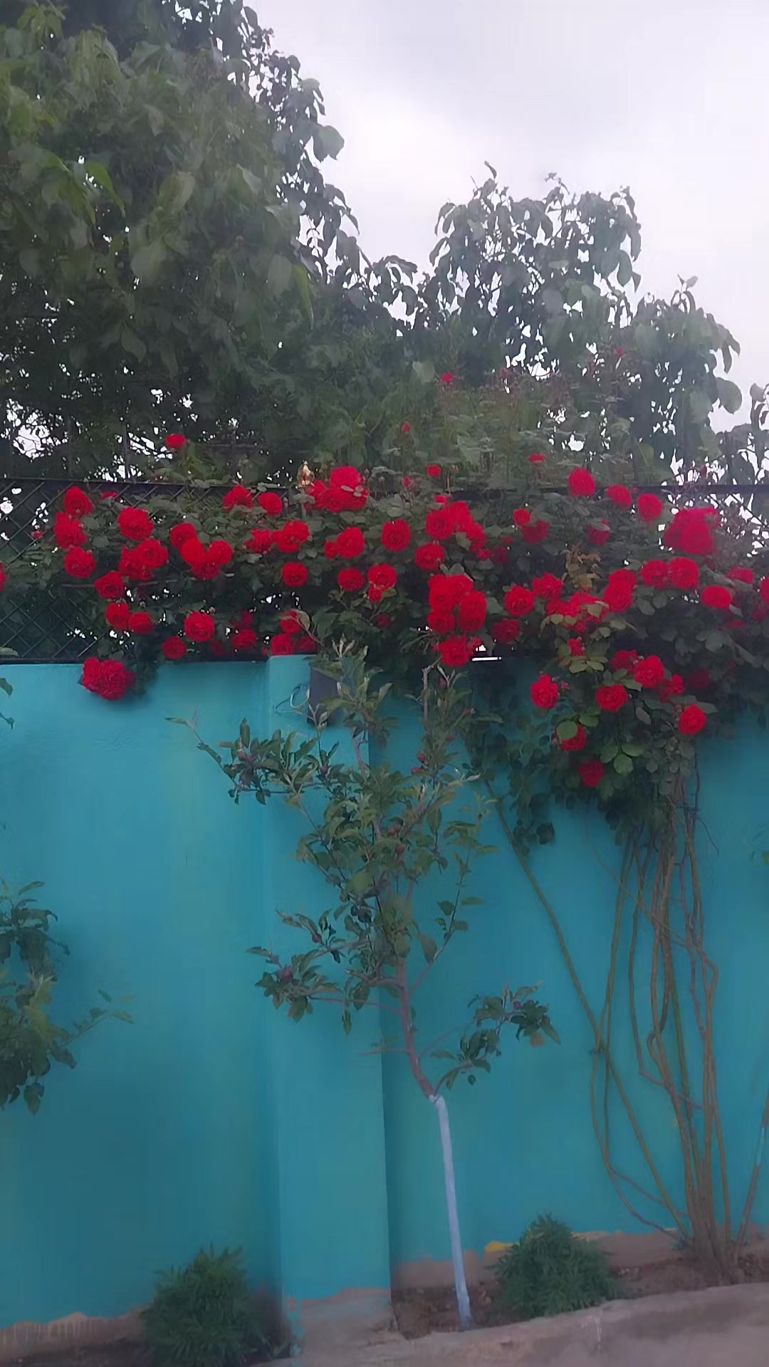 @Nirmala Khanal Adhik