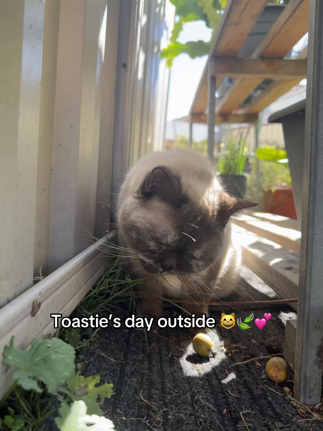 @Backyard Catio Builder
