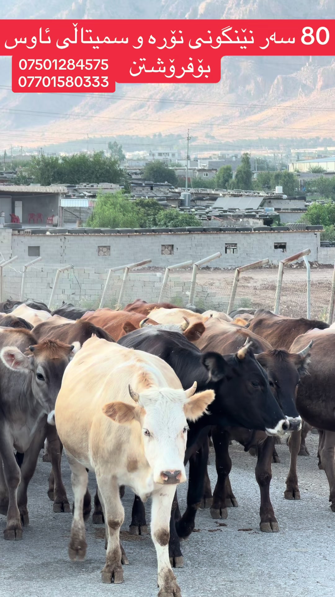 @مەیدانی ئاژەڵانی محمد 🐄🐂