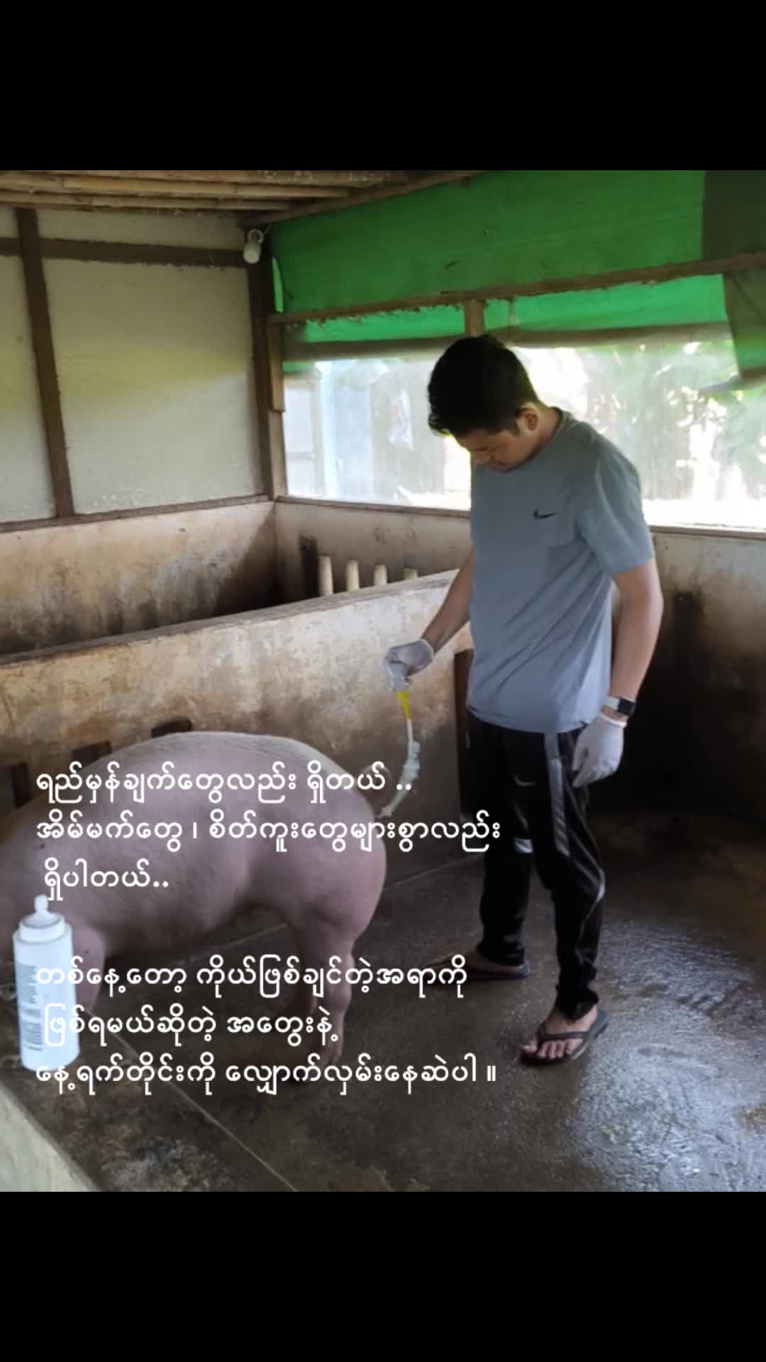 @"ရွှေဖြူးသား"၀က်မွေးမြူရေးခြံ
