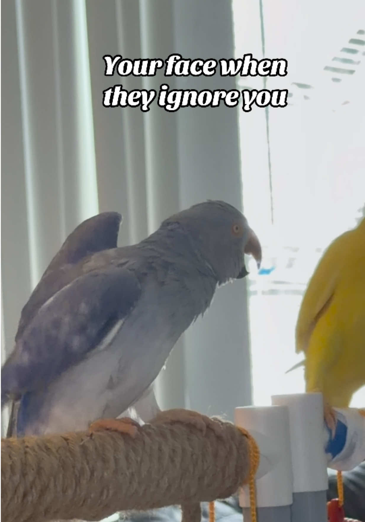 @Yamy levy