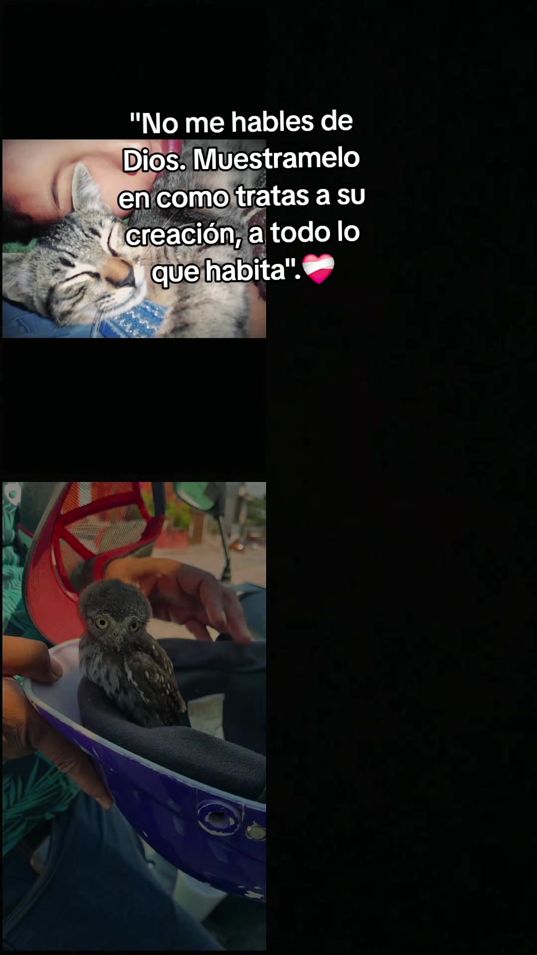 @❤️🩹✨️ I X E L I T A ✨️❤️🩹