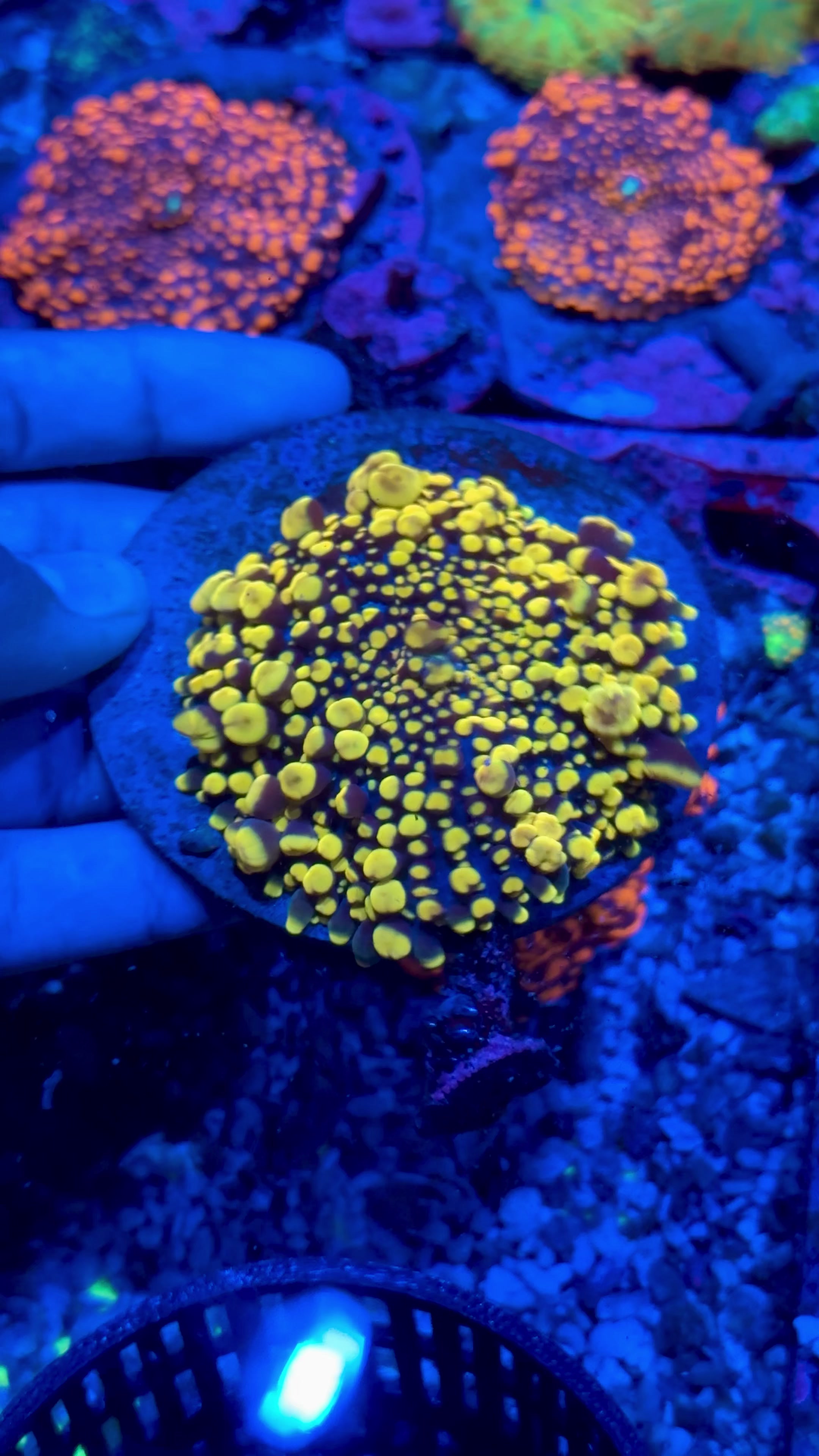 @Cali_Coral_Connect_hxa