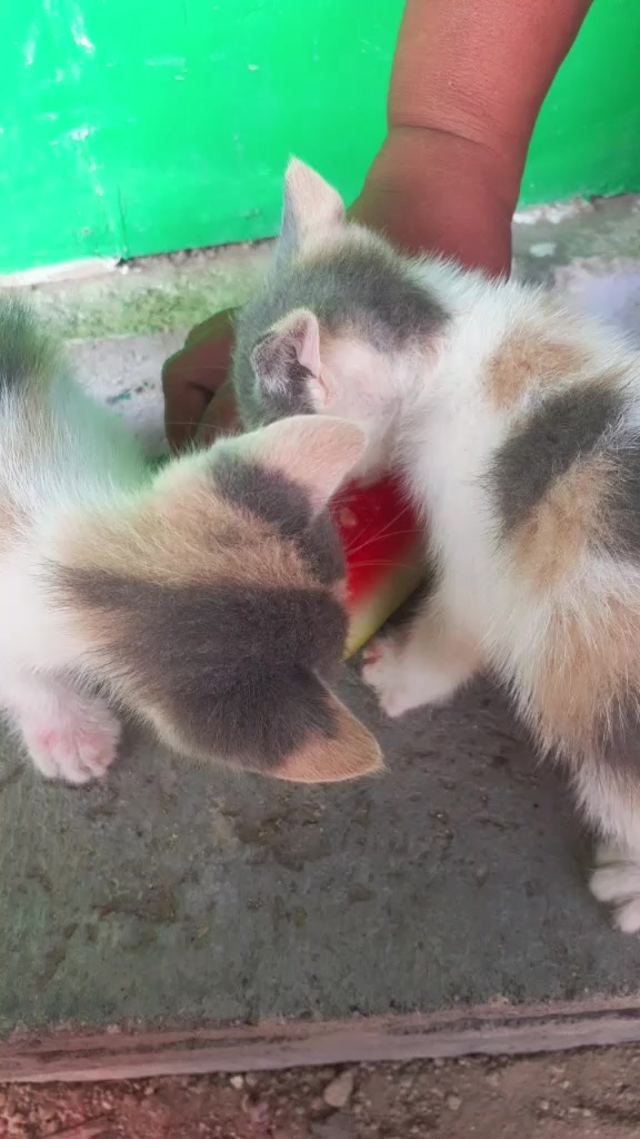 @sri@ni02