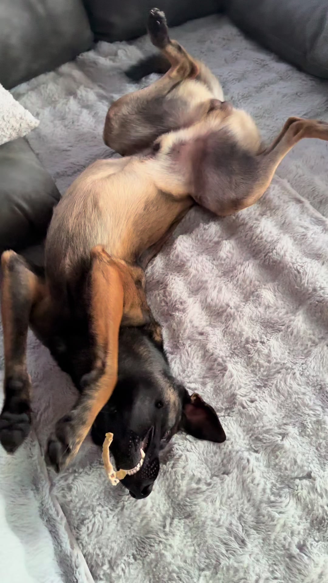 @doglifethailand