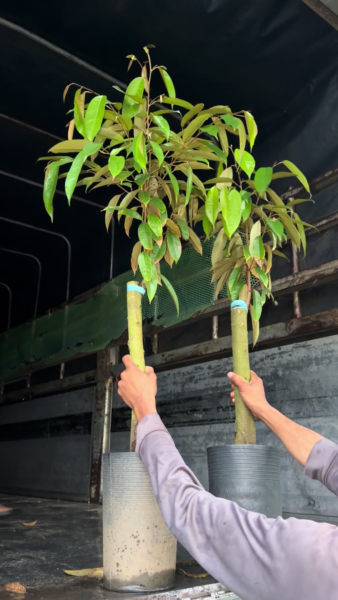 @Hùng Chương STCG Welofarm