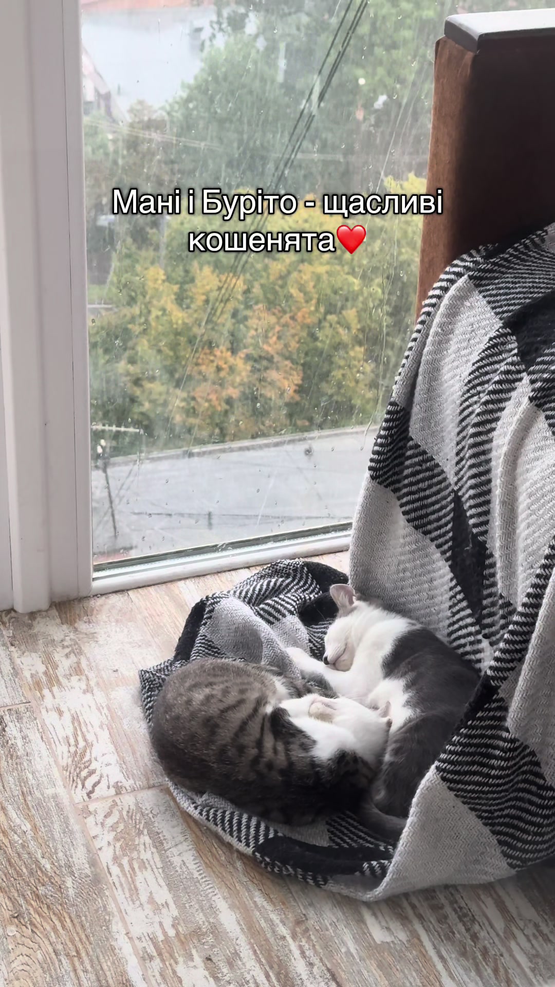 @Корнелія Удовенко