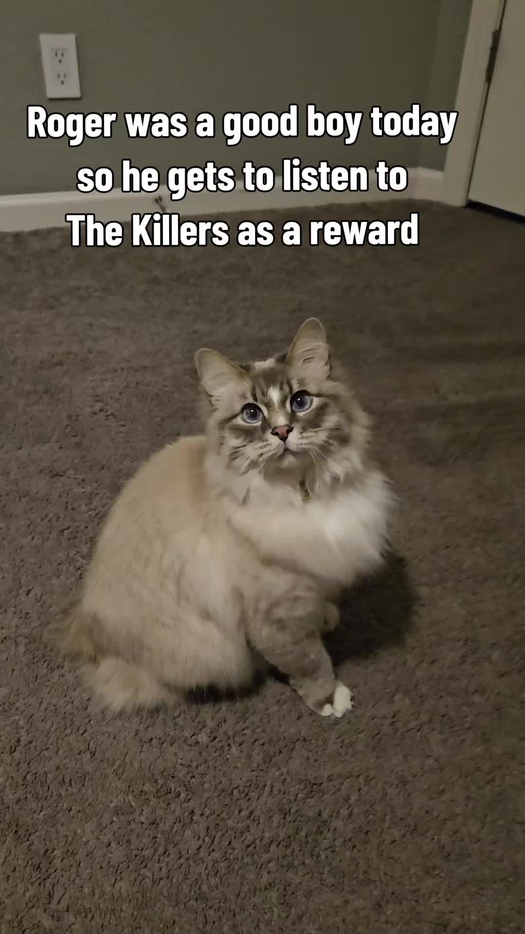 @rogerbiscuits