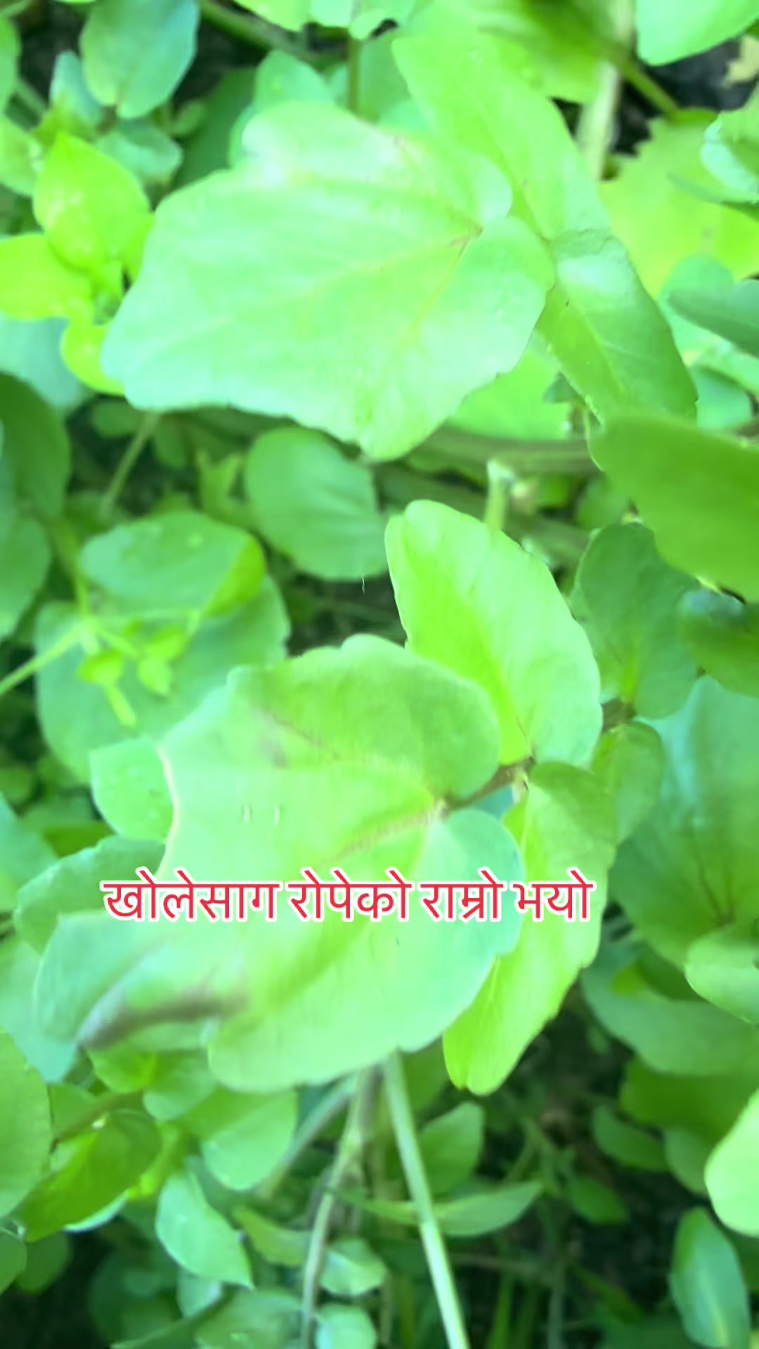 @Sarmila Paudel