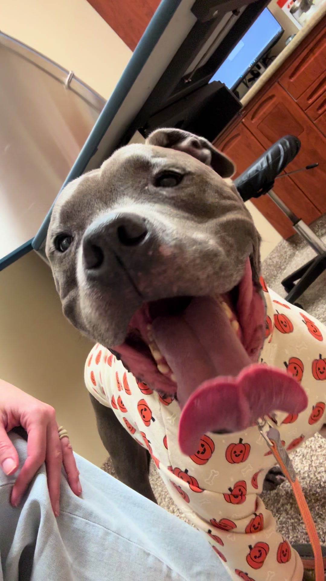 @Pittie Mom