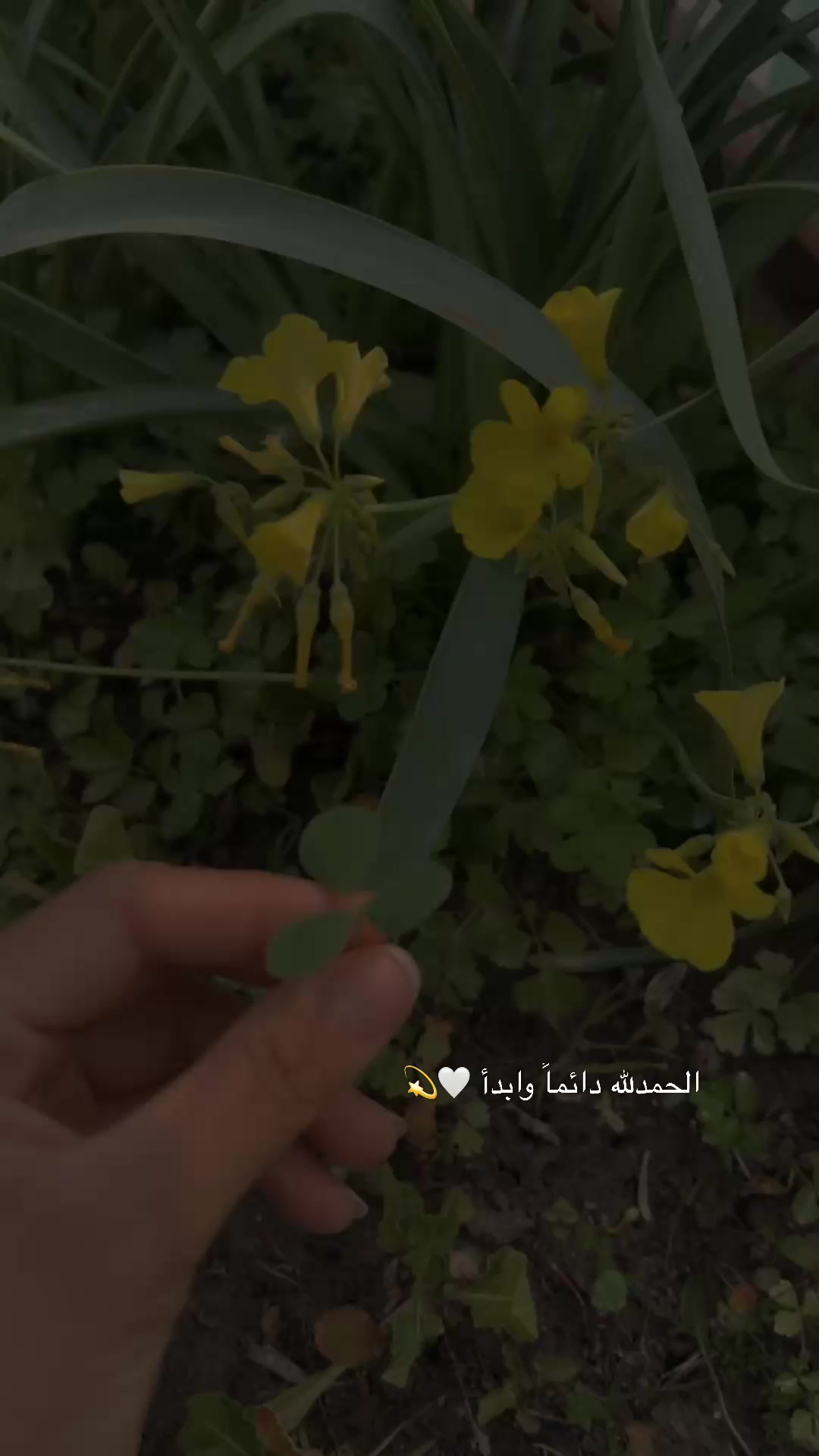 @لحظة الأمل 🫀🤍