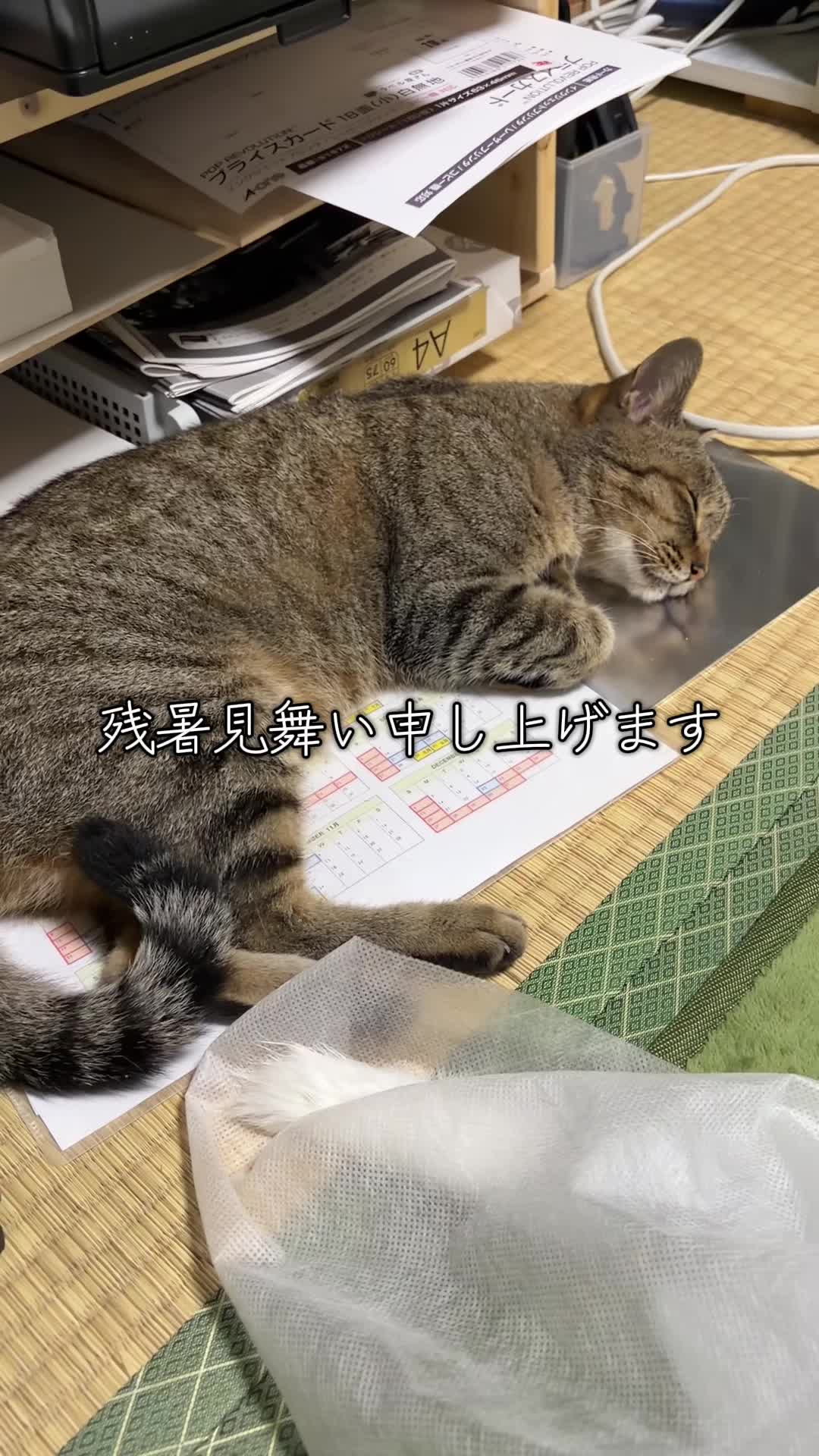 @すぎぴ