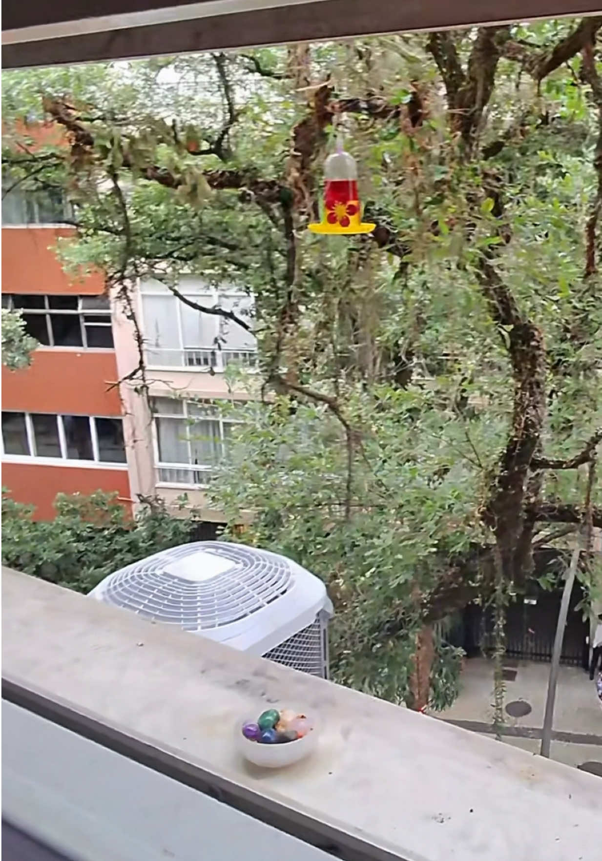 @pedrolutz
