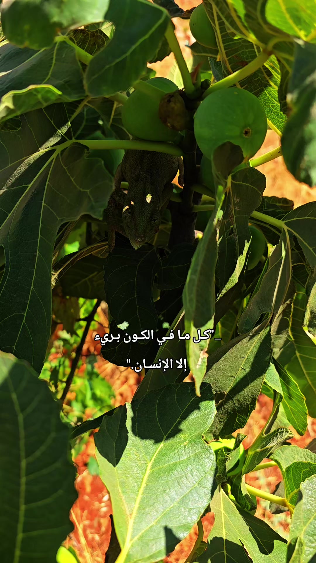 @خائب🌔| 𝟗𝟔𝟑🪫