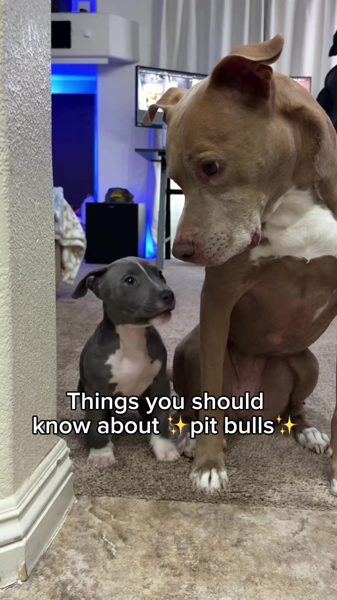 @@knight_thepit