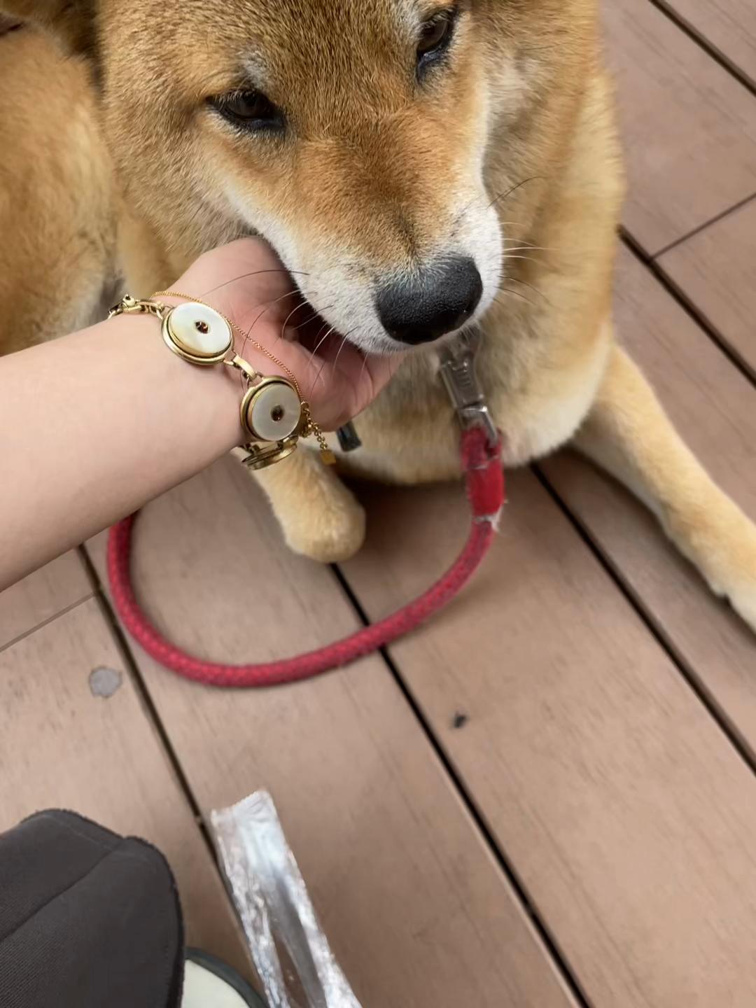 @柴犬むーちゃん